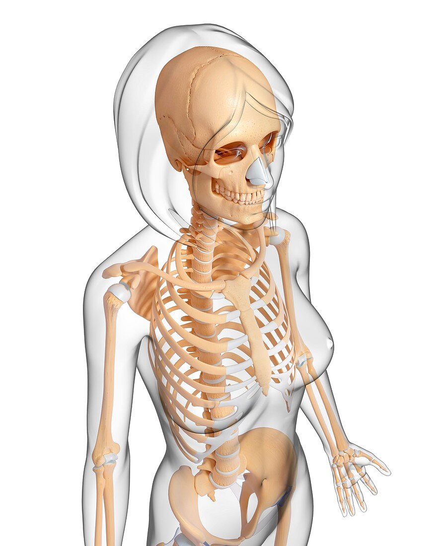 Female skeleton,artwork