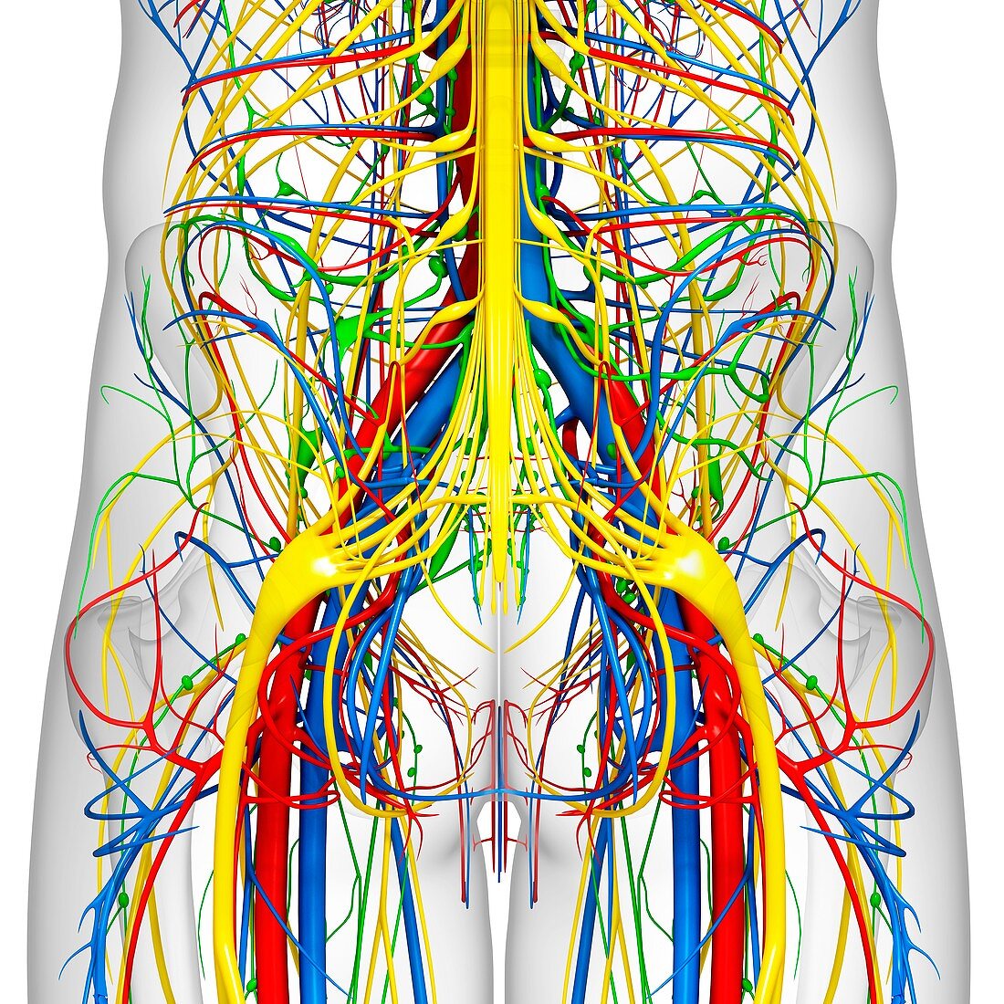 Pelvis anatomy,artwork