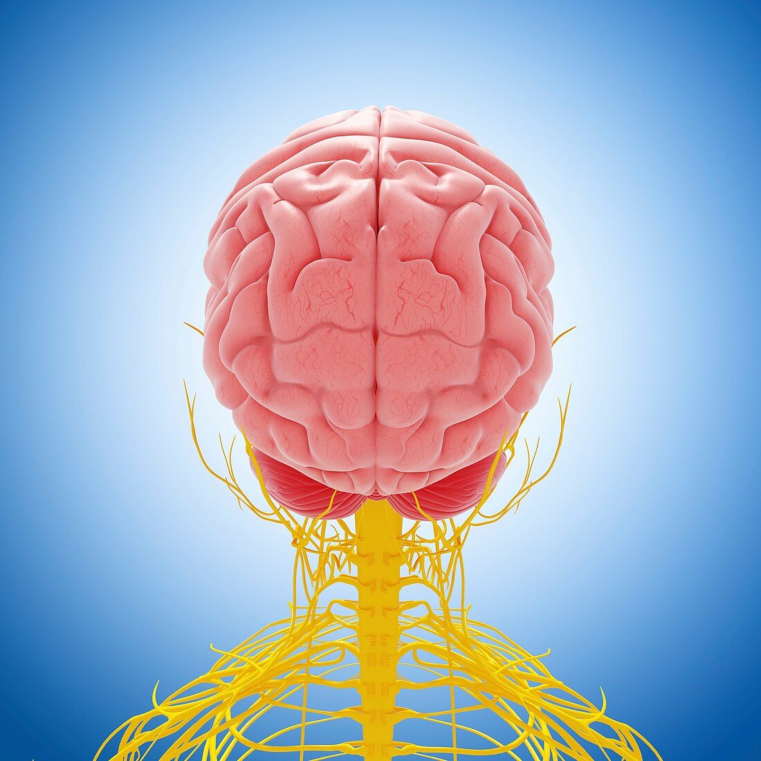 Central nervous system,artwork