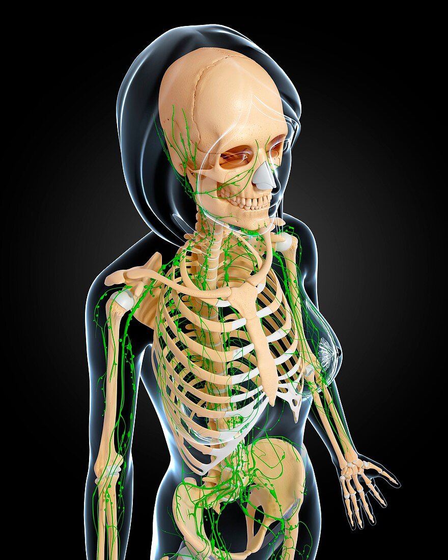 Female lymphatic system,artwork