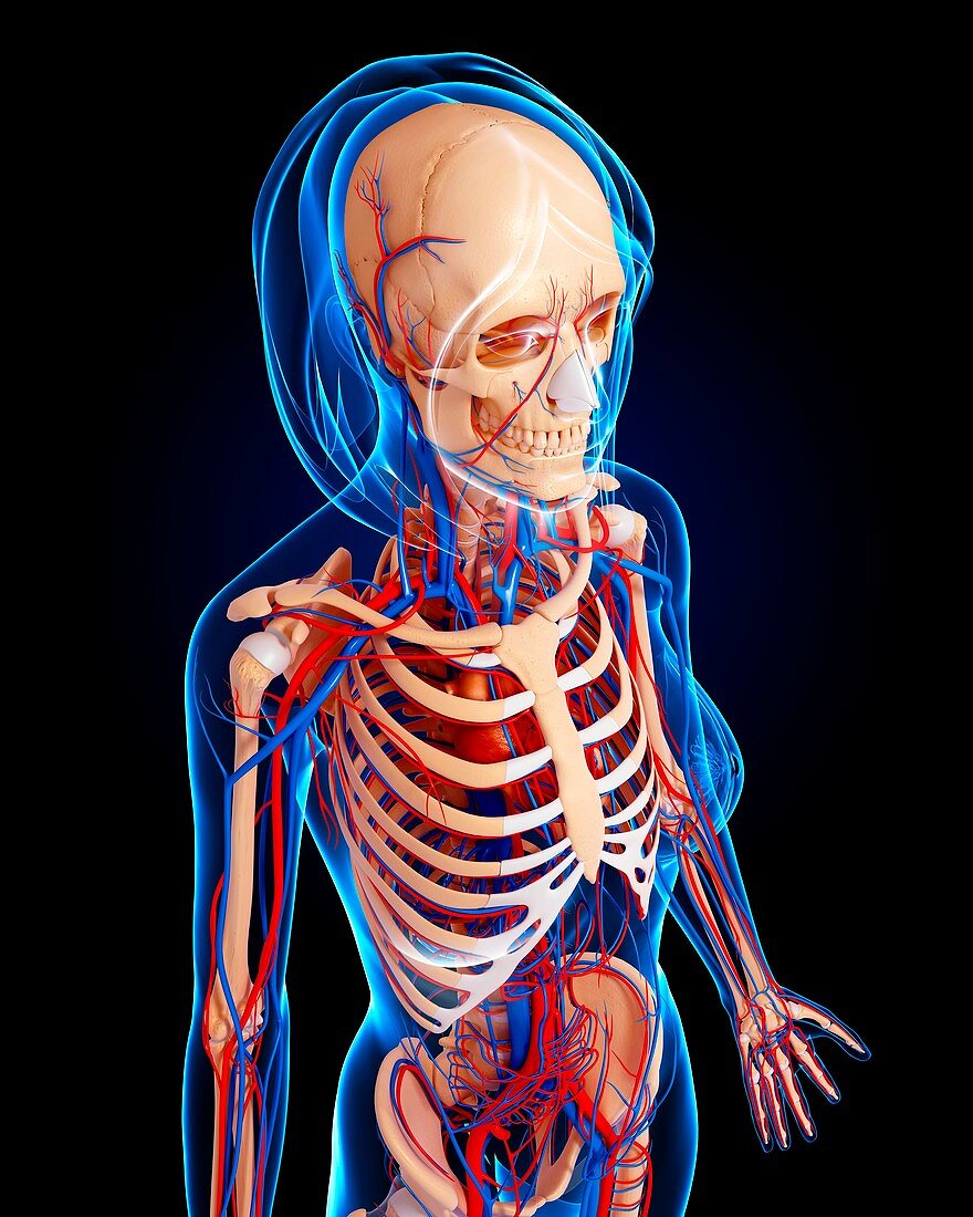 Female anatomy,artwork