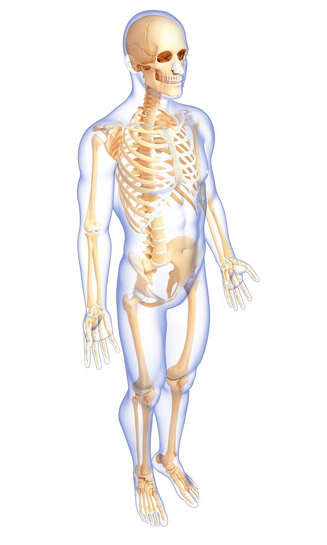 Male skeleton,artwork