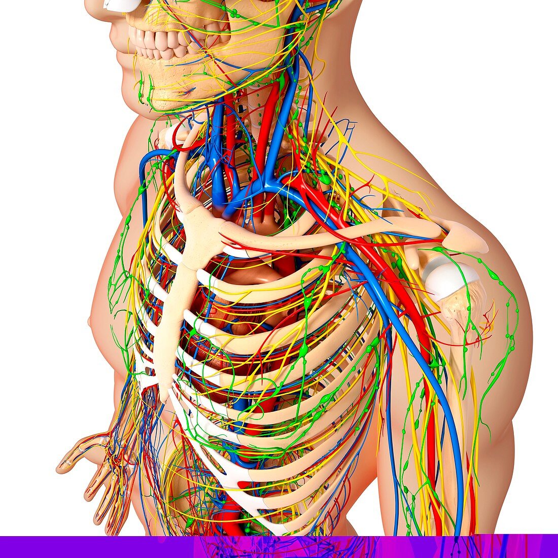 Upper body anatomy,artwork