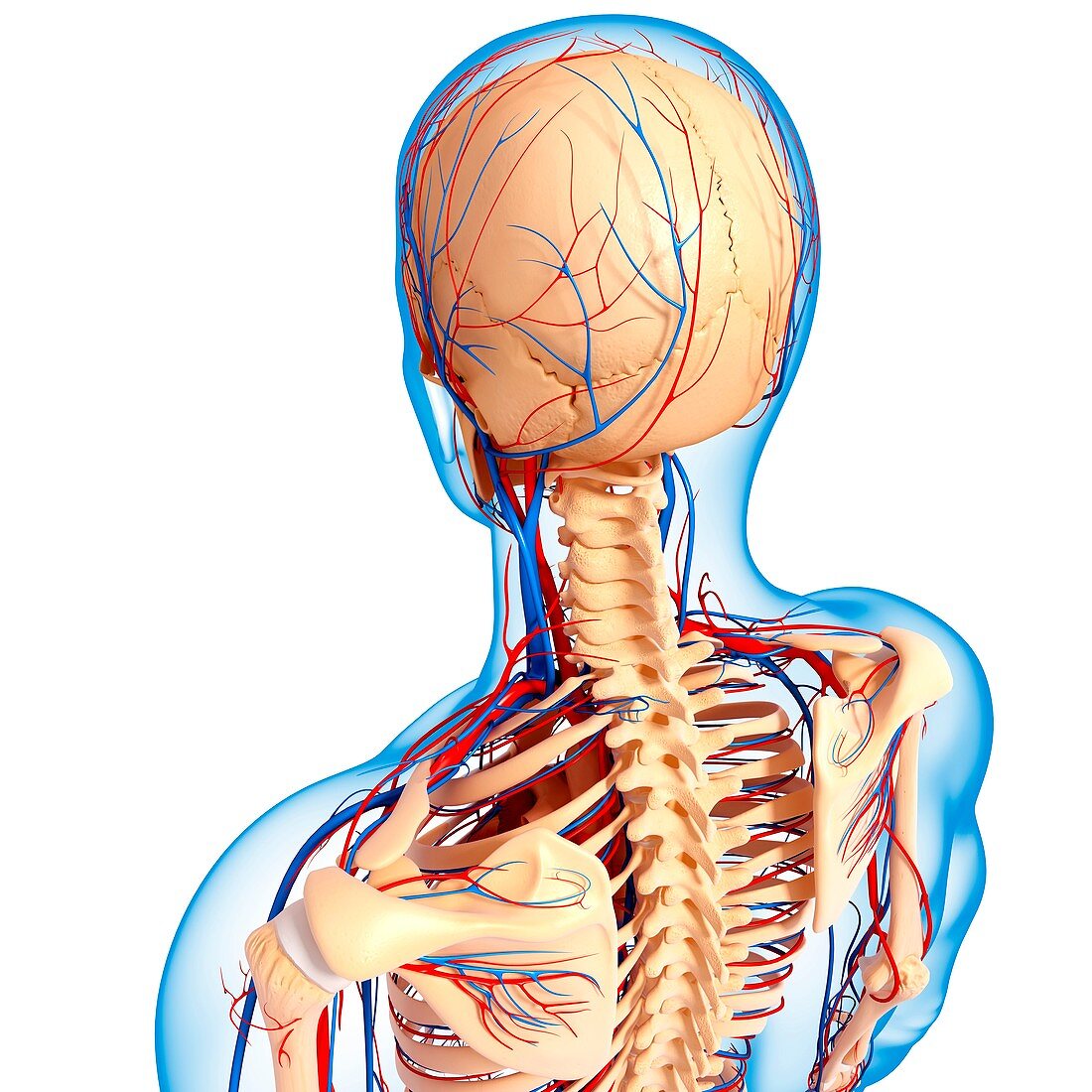 Upper body anatomy,artwork