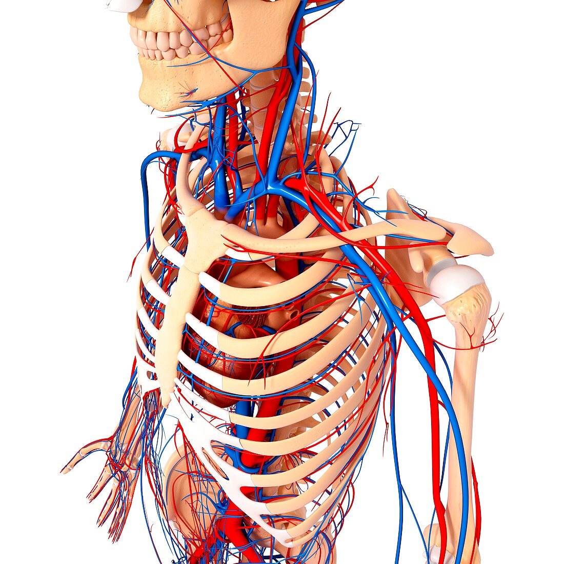 Upper body anatomy,artwork