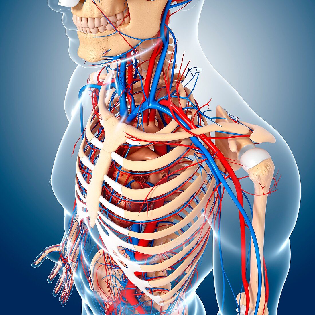 Upper body anatomy,artwork