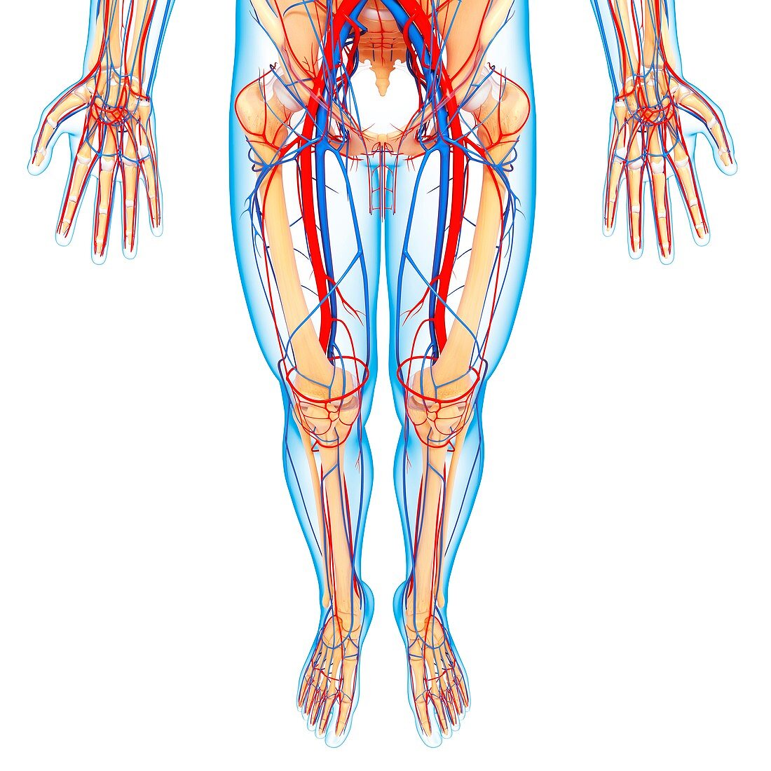 Lower body anatomy,artwork