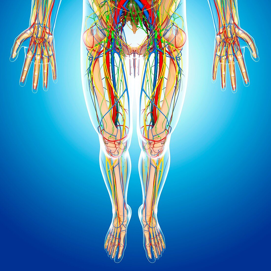 Lower body anatomy,artwork