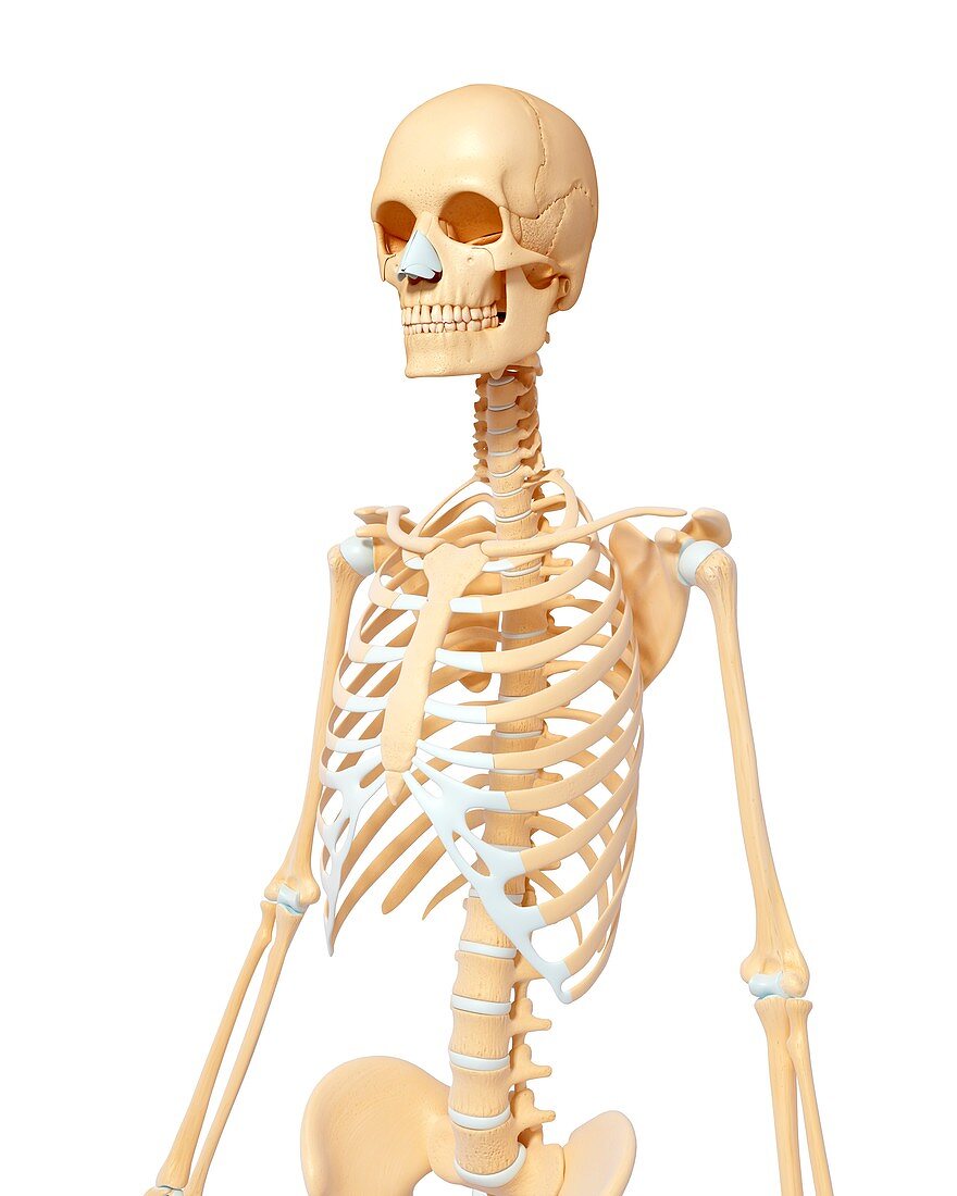 Female skeleton,artwork