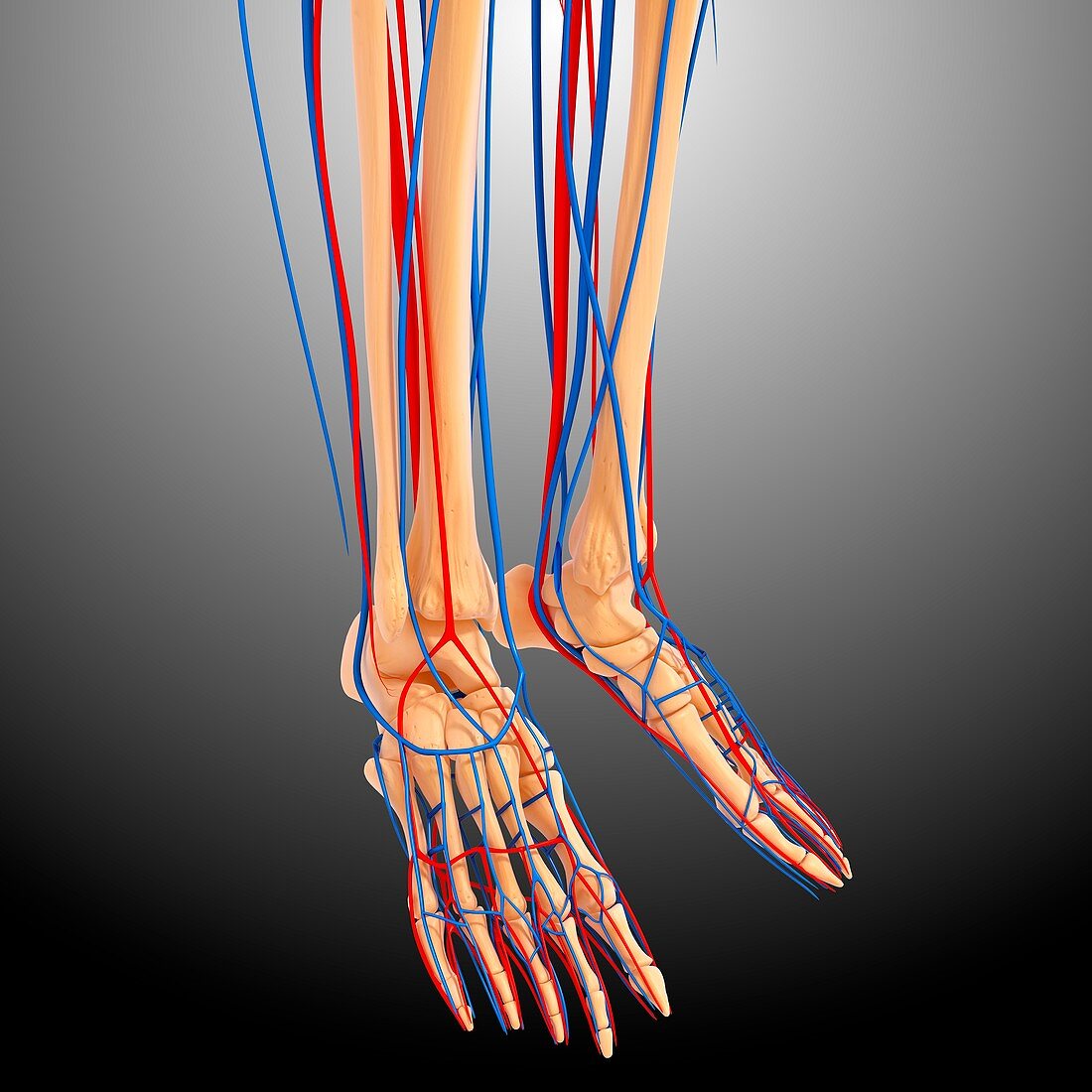 Lower leg anatomy,artwork