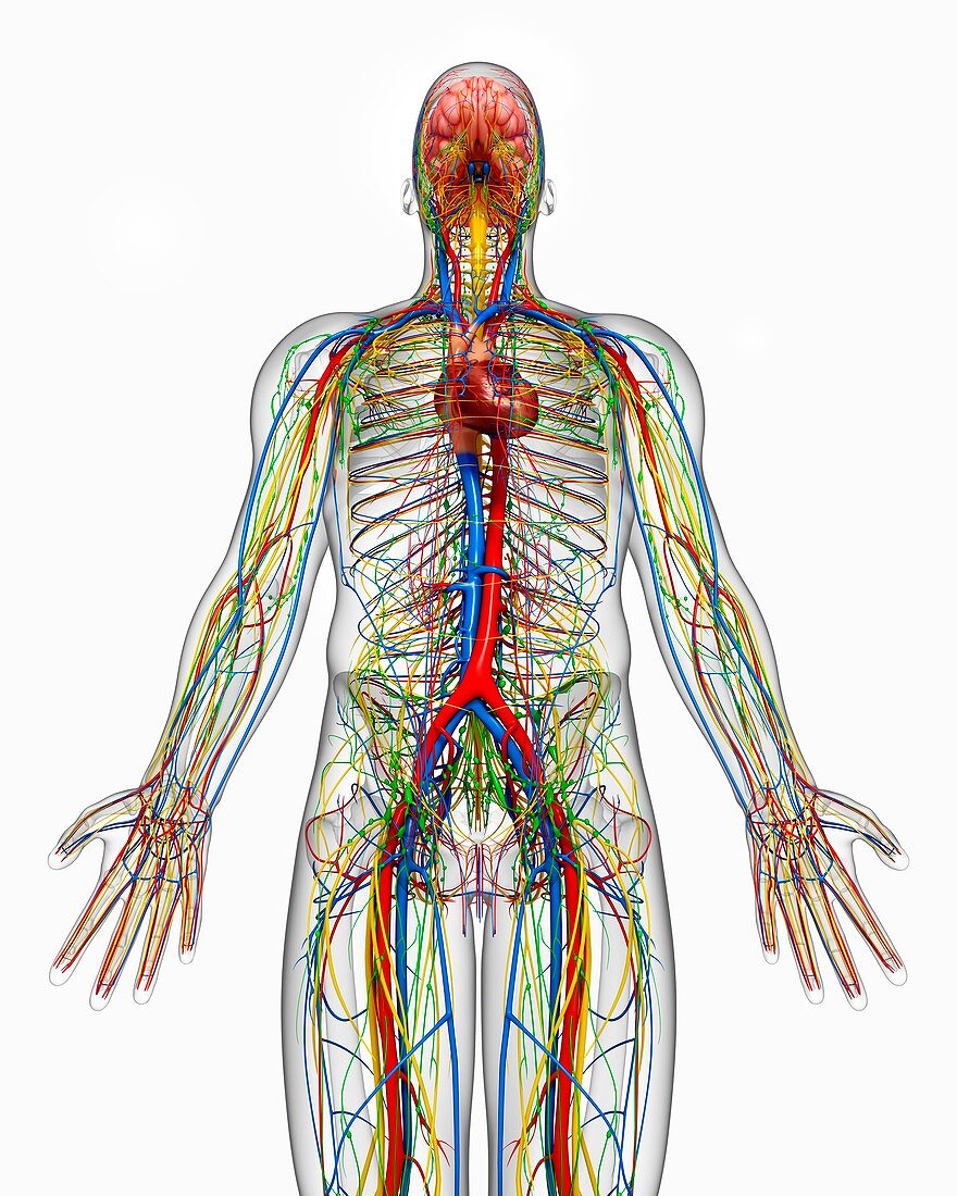 Human anatomy,artwork