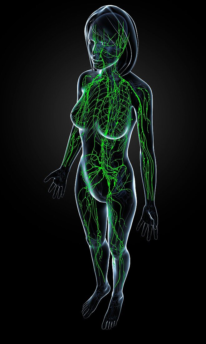 Female lymphatic system,artwork