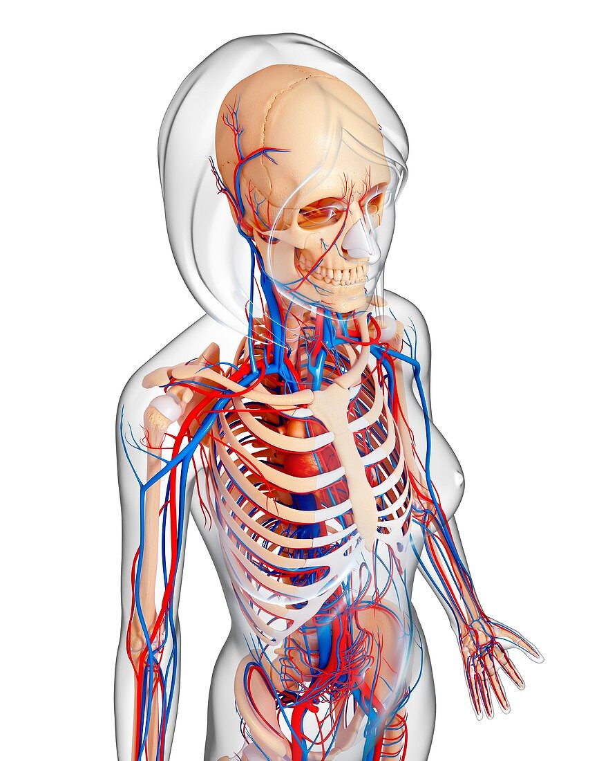 Female anatomy,artwork