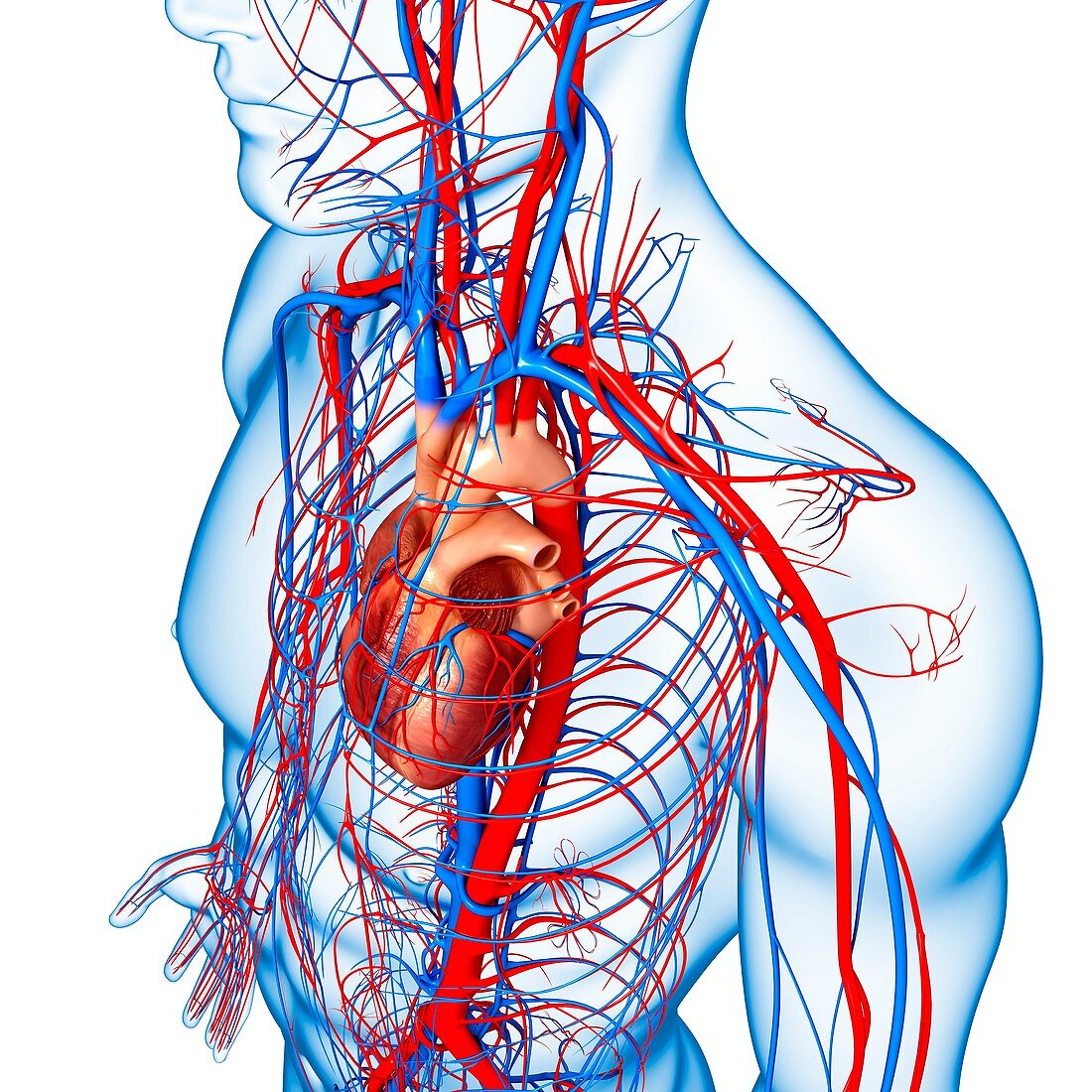 Male cardiovascular system,artwork