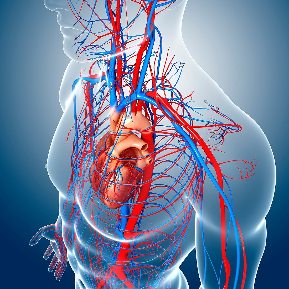 Male cardiovascular system,artwork