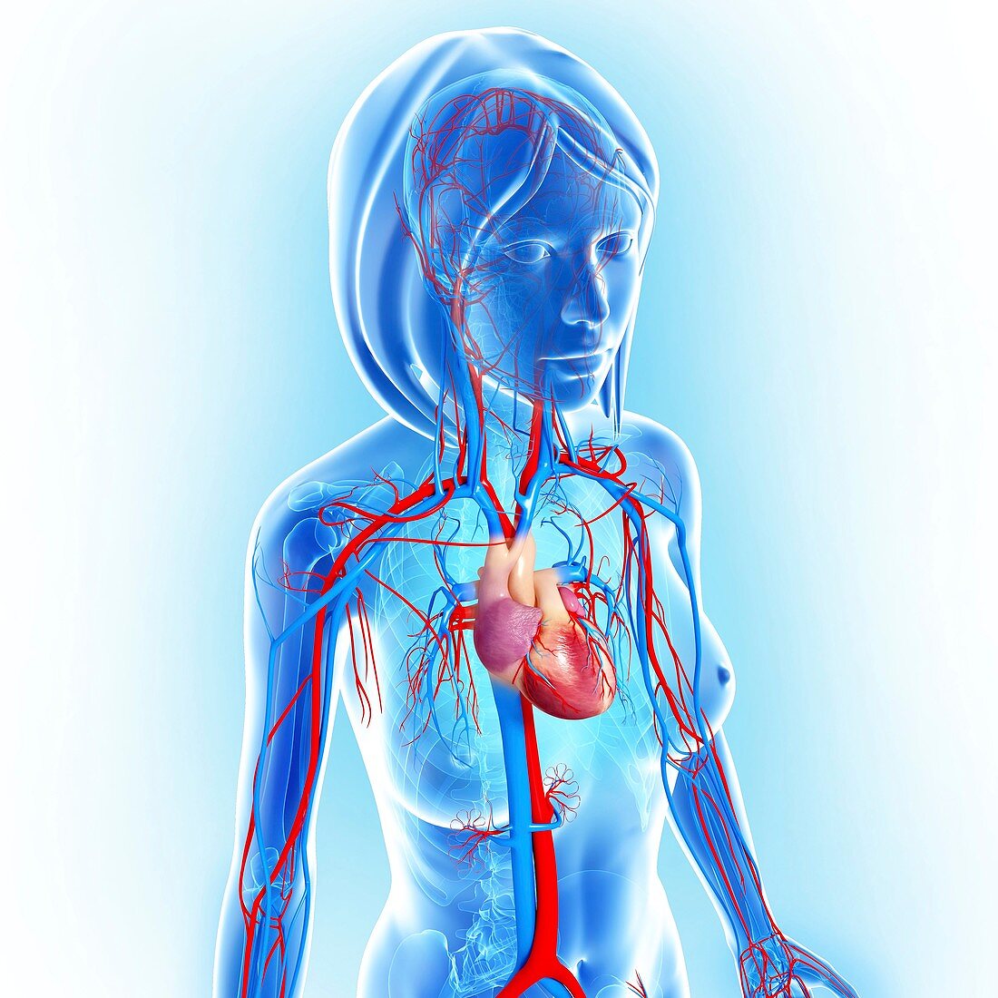 Female cardiovascular system,artwork