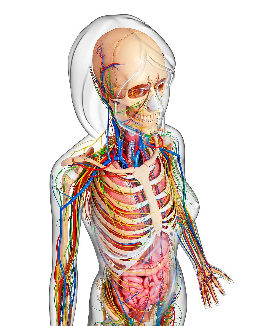 Female anatomy,artwork