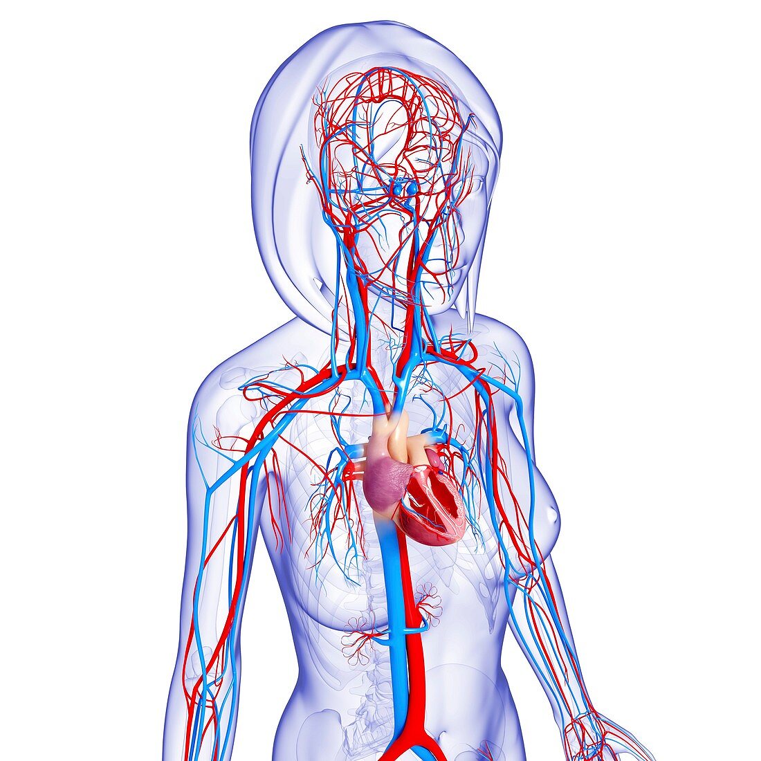 Female cardiovascular system,artwork