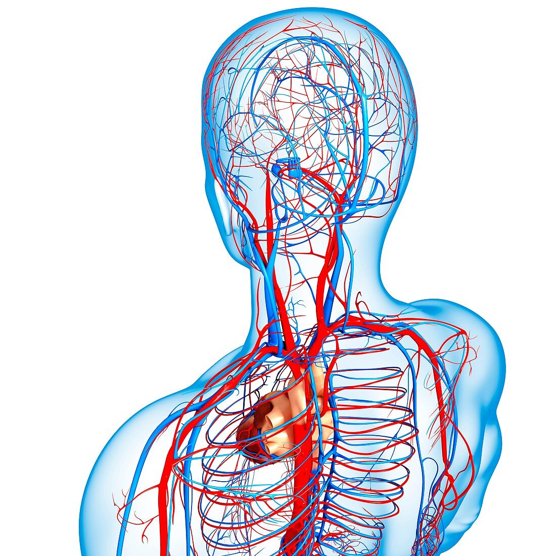 Cardiovascular system,artwork