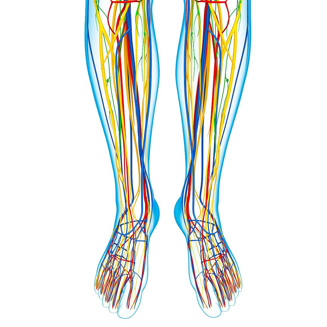 Lower leg anatomy,artwork