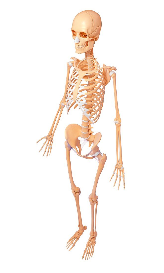 Female skeleton,artwork