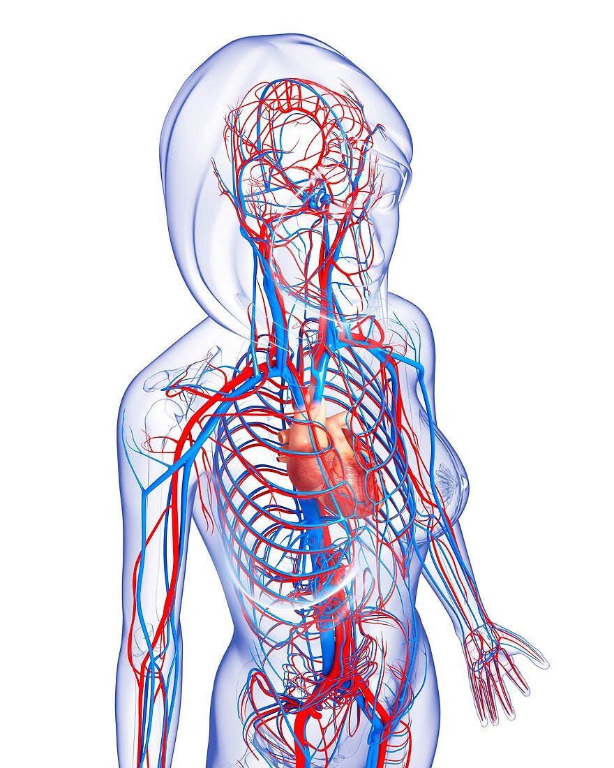 Female cardiovascular system,artwork