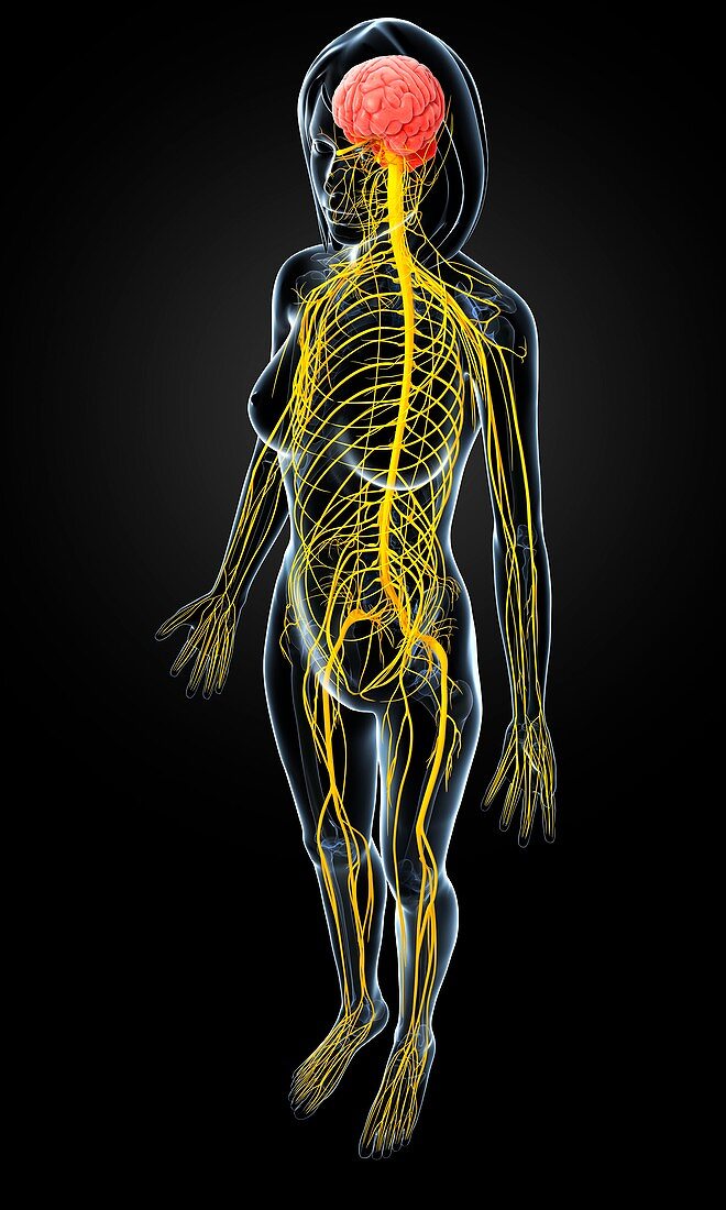 Female nervous system,artwork