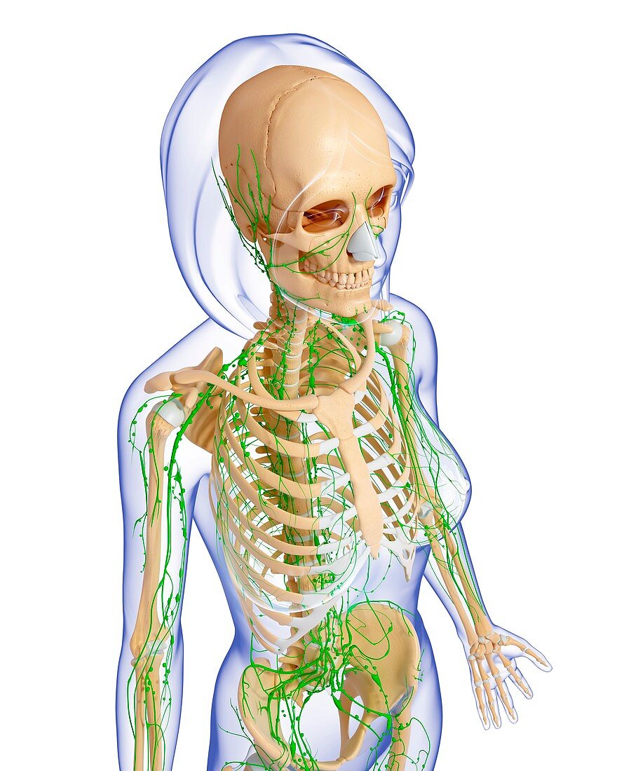 Female anatomy,artwork