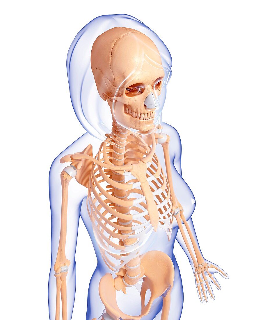 Female skeleton,artwork