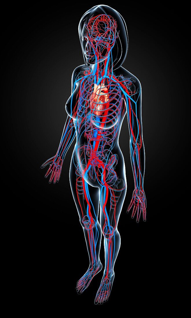 Female cardiovascular system,artwork