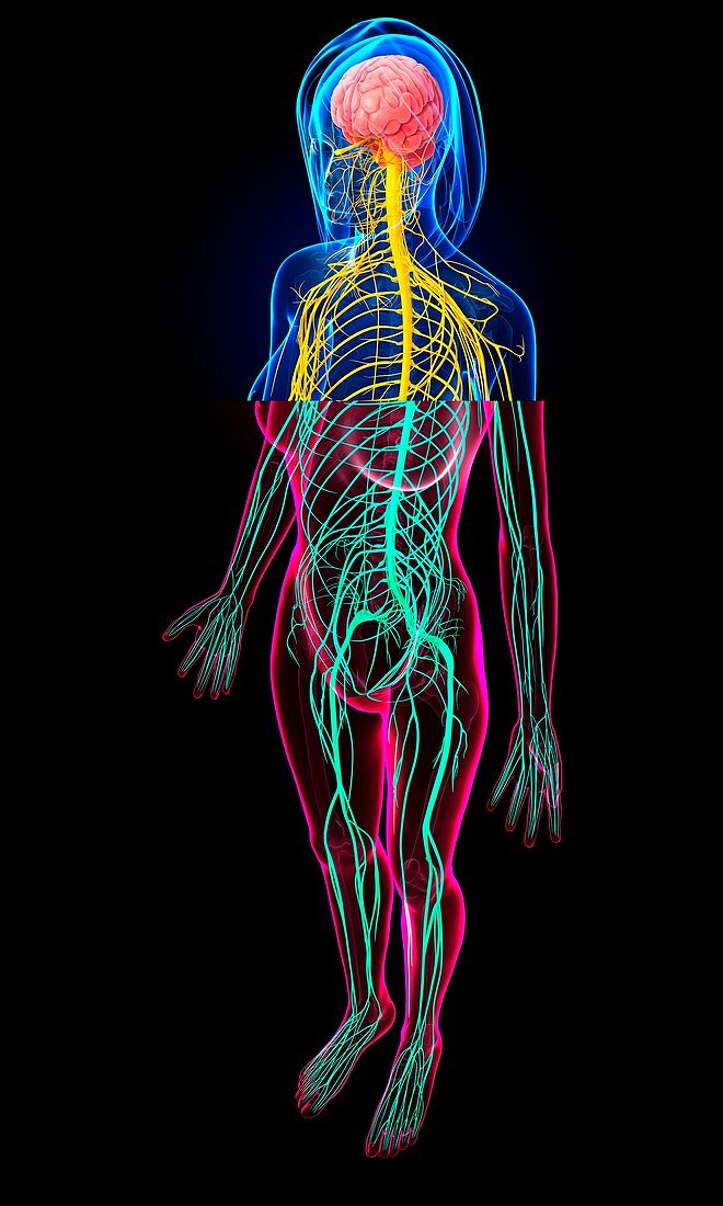 Female nervous system,artwork