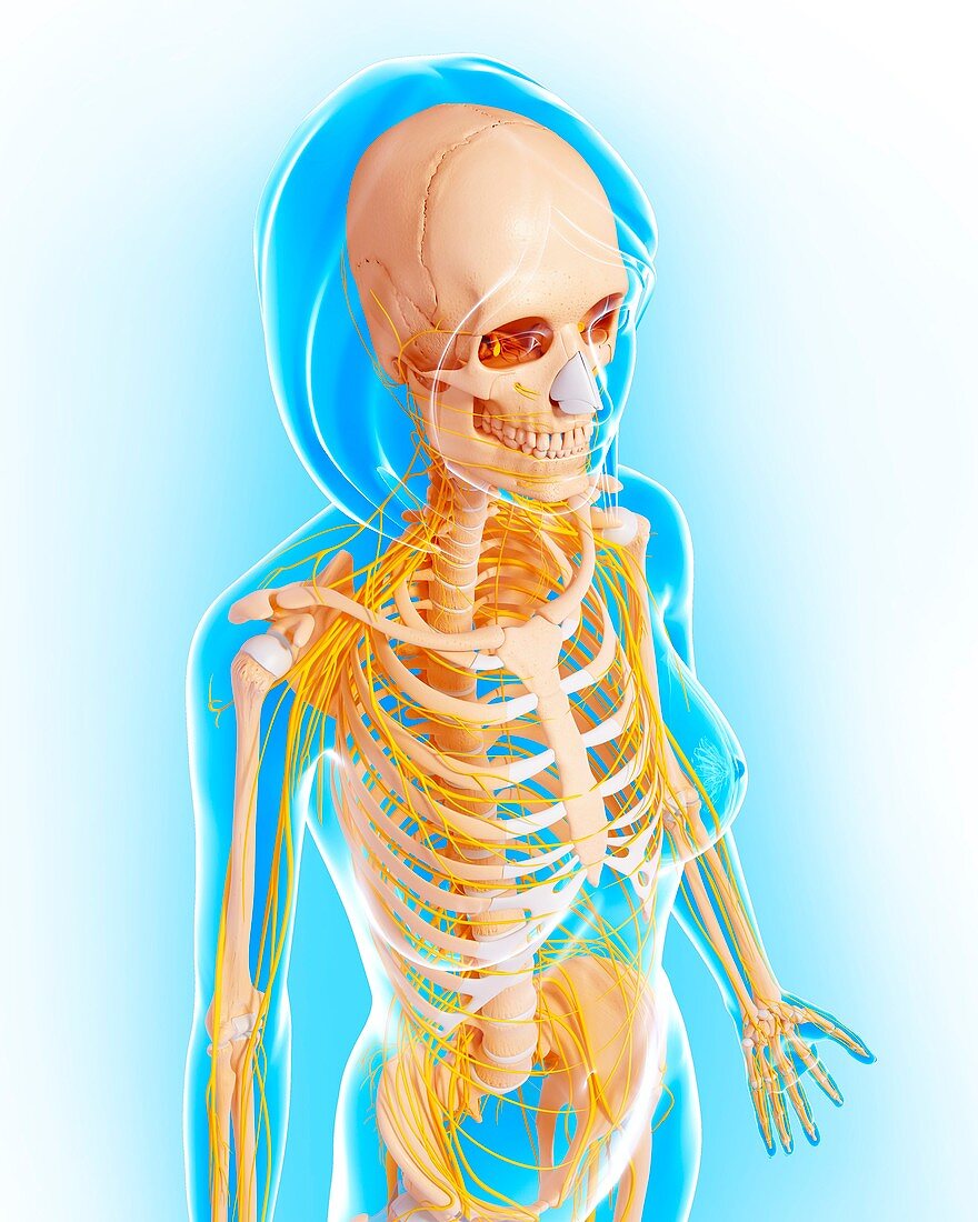 Female anatomy,artwork