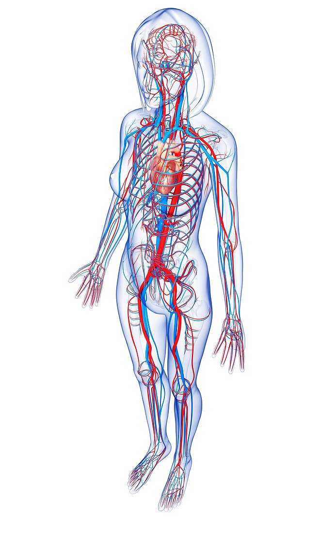 Female cardiovascular system,artwork