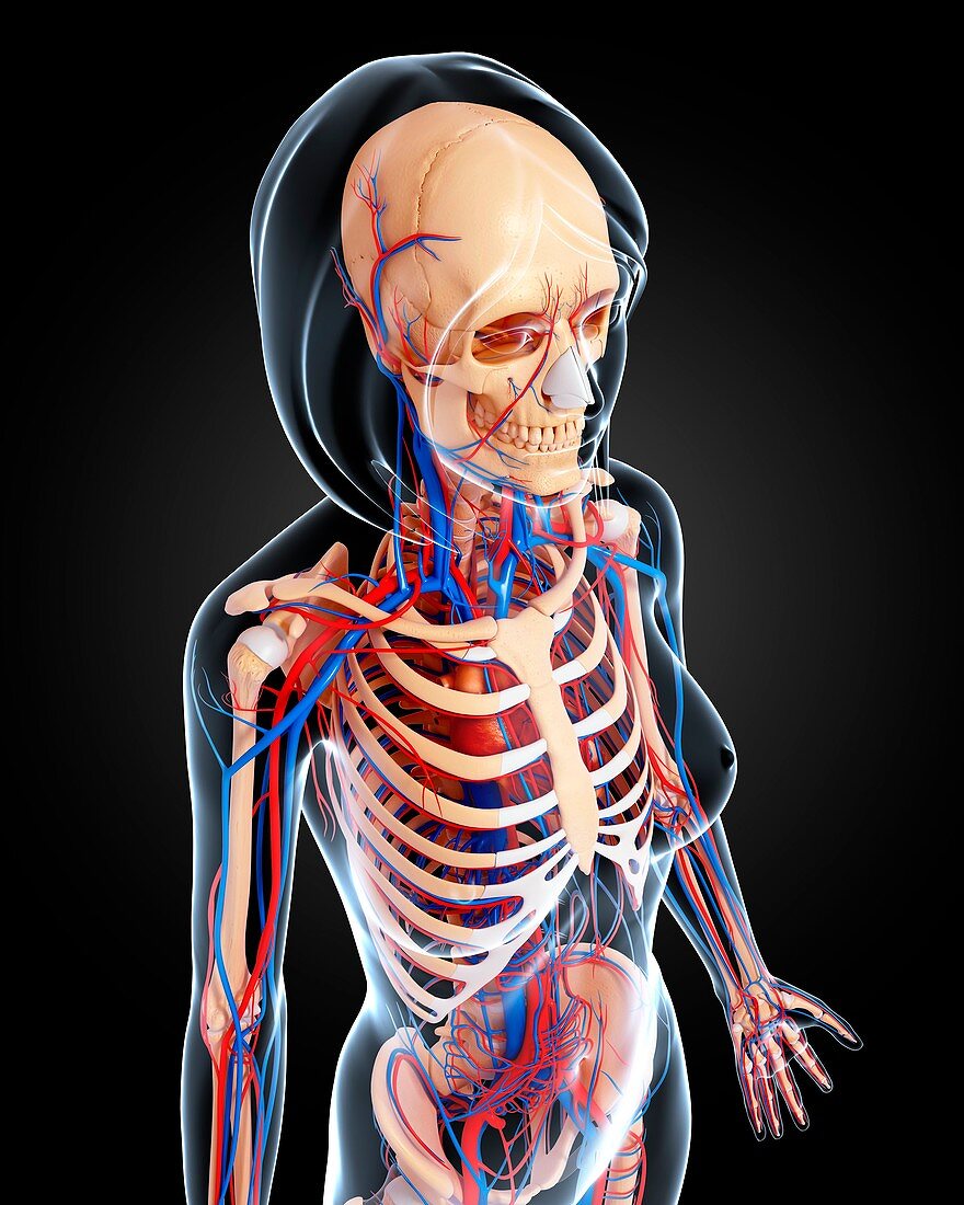 Female anatomy,artwork