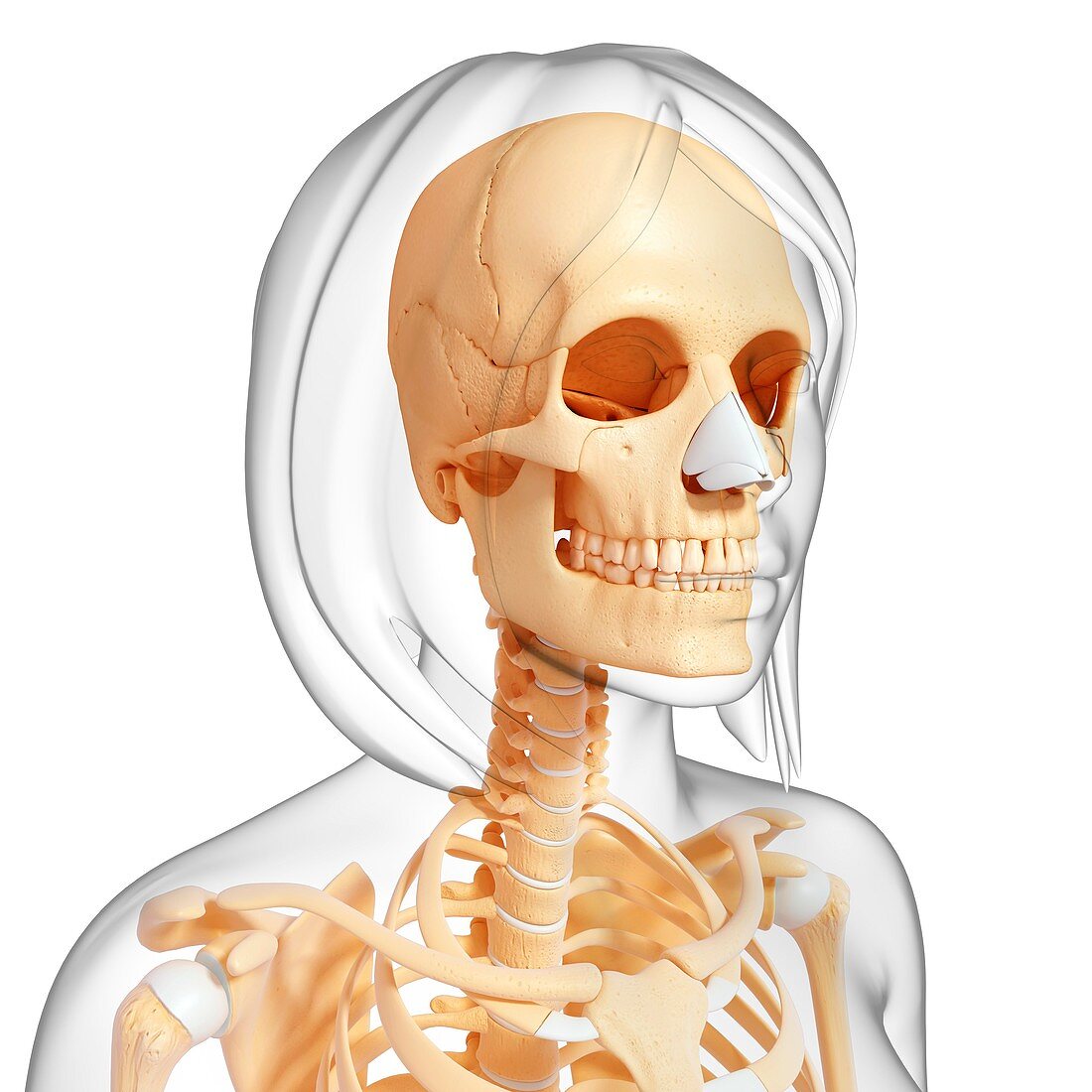 Female skeleton,artwork