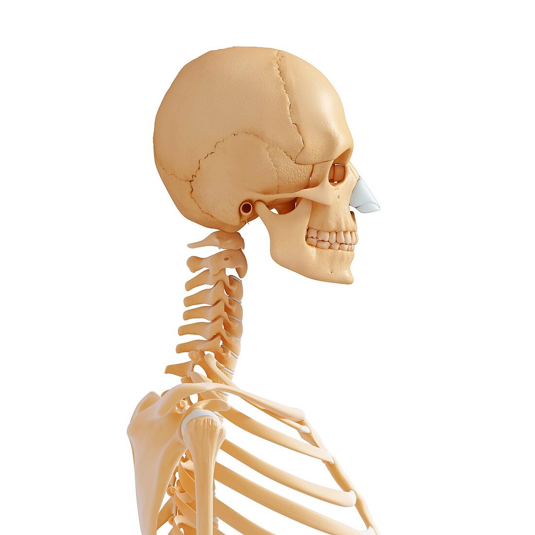 Female skeleton,artwork