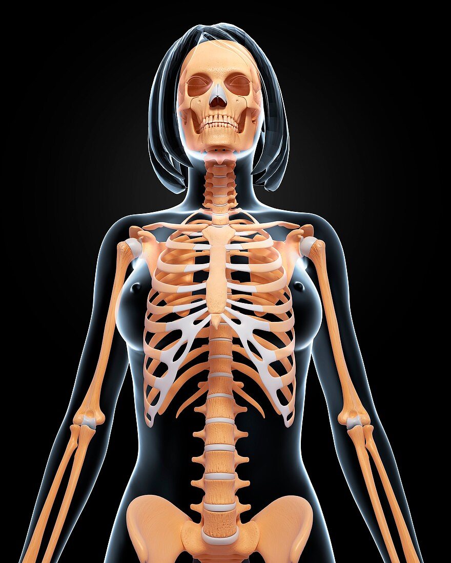 Female skeleton,artwork