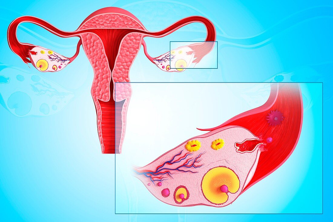 Ovarian cycle,artwork