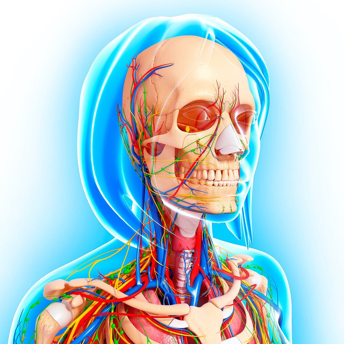 Upper body anatomy,artwork