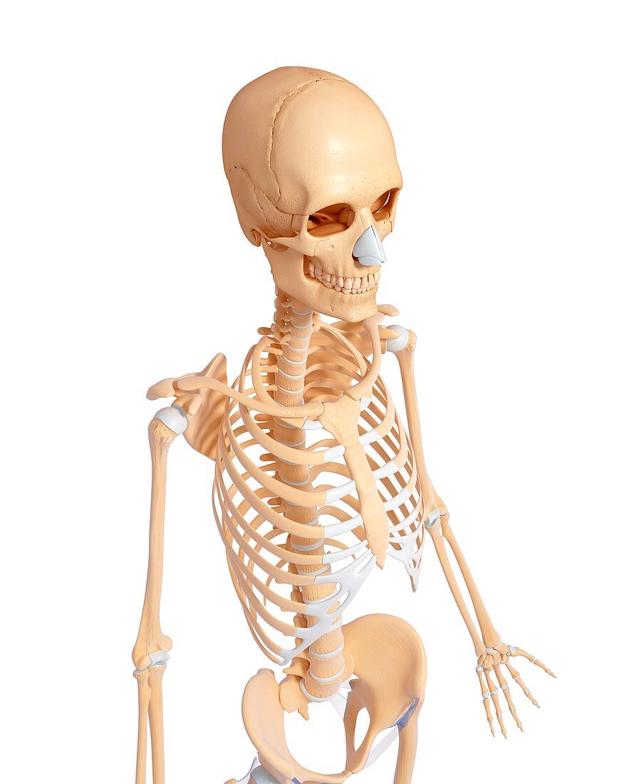 Female skeleton,artwork