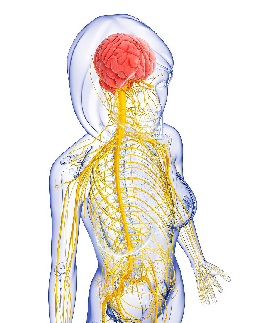 Female nervous system,artwork