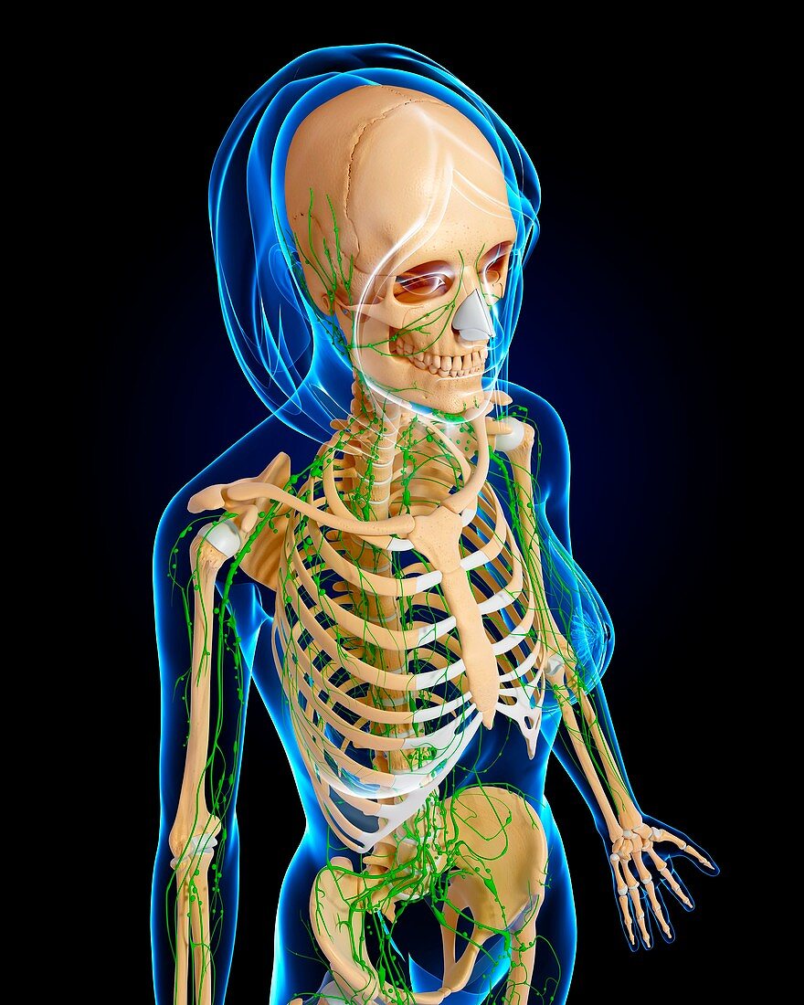 Female anatomy,artwork