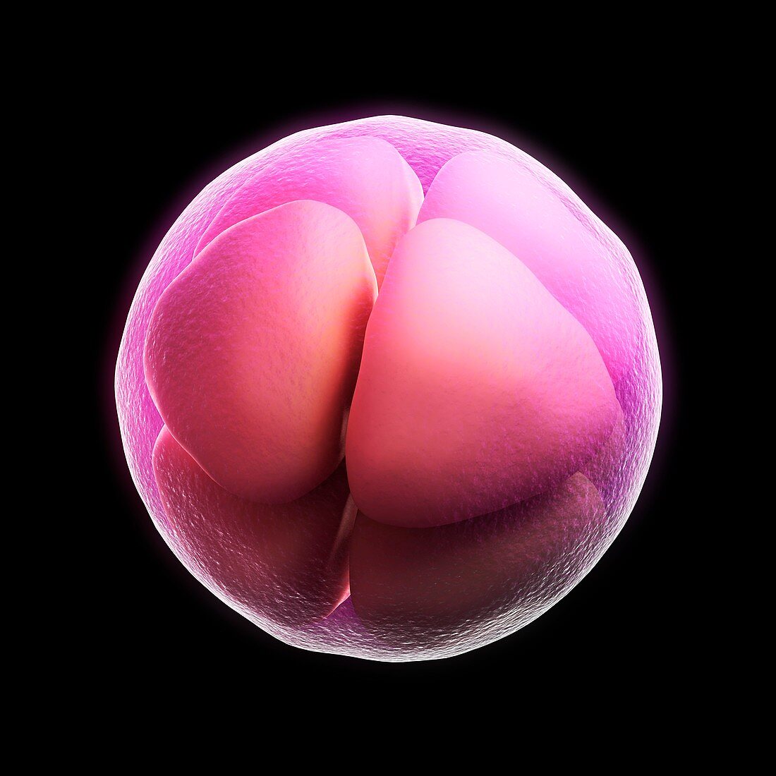 Eight-cell embryo,artwork