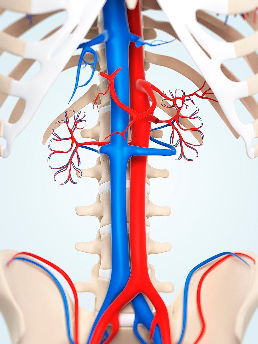 Abdominal aorta and vena cava,artwork