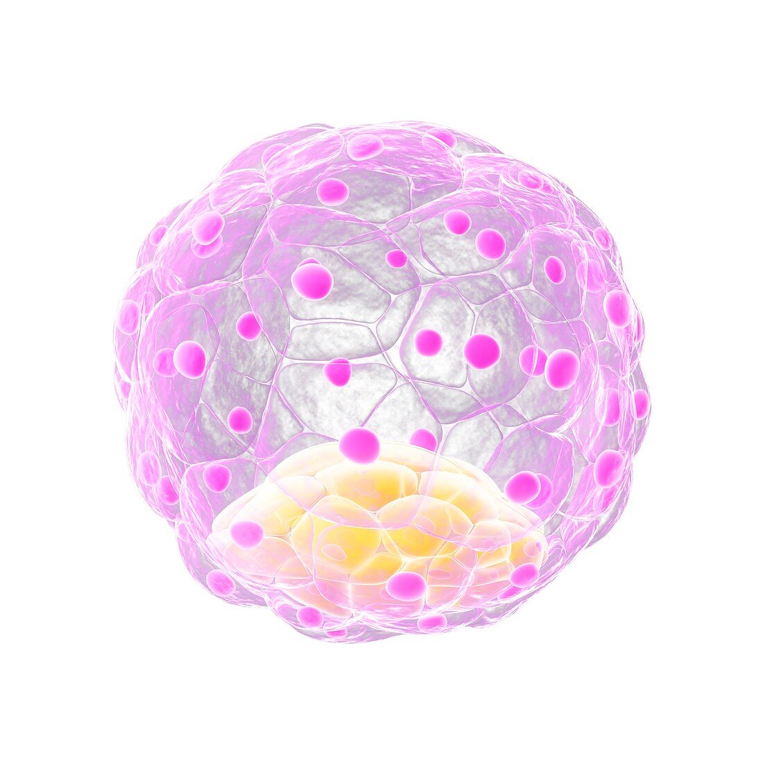 Blastocyst,artwork