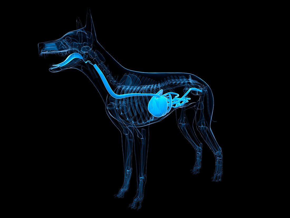 Dog digestive system,artwork