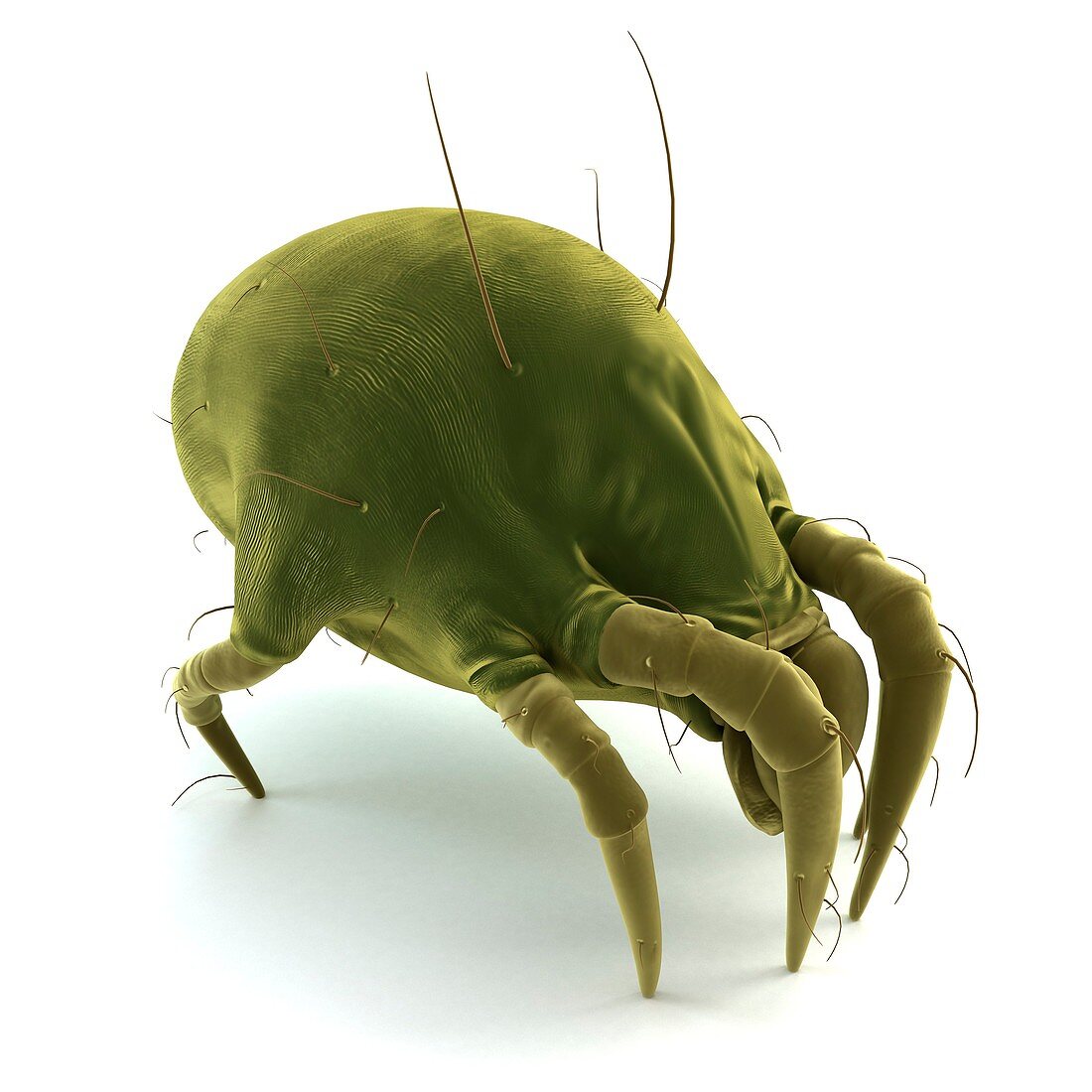 Dust mite,artwork