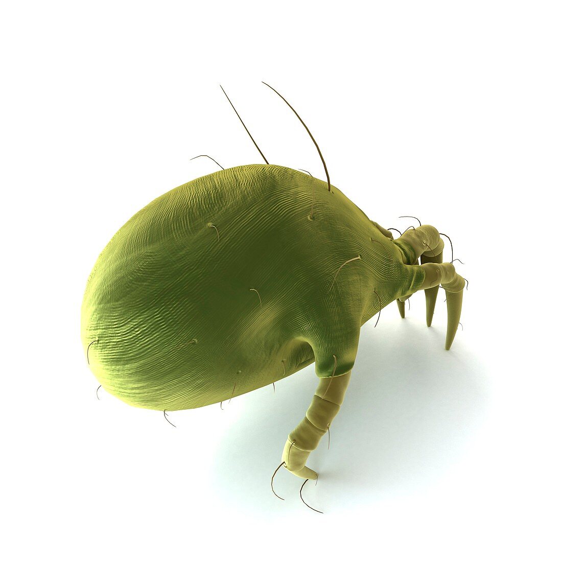 Dust mite,artwork