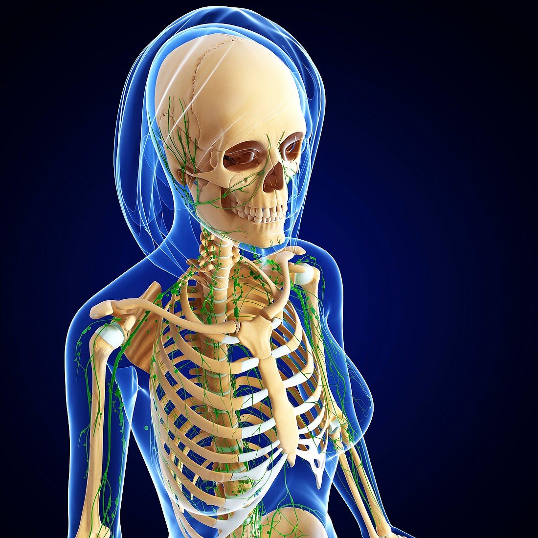 Female skeleton,artwork