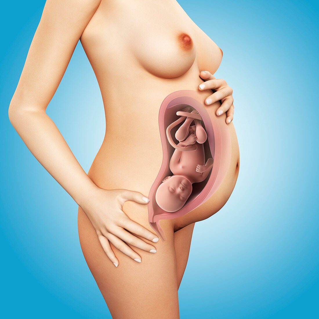 Full term pregnant women,artwork